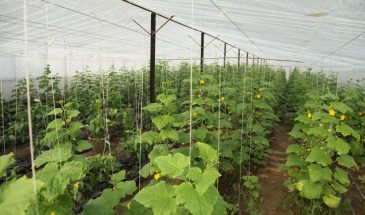 Огурцы в мае: эта подкормка сожжёт корни — 4 ошибки, которые губят урожай