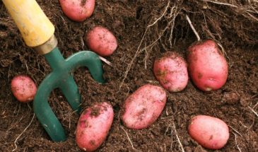 Красный картофель: 10 сортов, которые изменят ваш ужин — выбирайте по вкусу и цвету мякоти
