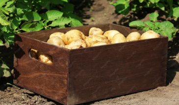 Эти 5 сортов картофеля выбирают агрономы для себя: один секрет проращивания удваивает урожай