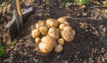 Кольцевой надрез картофеля: как получить мощный куст из одного клубня