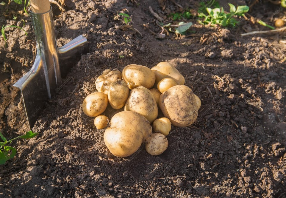 Кольцевой надрез картофеля: как получить мощный куст из одного клубня