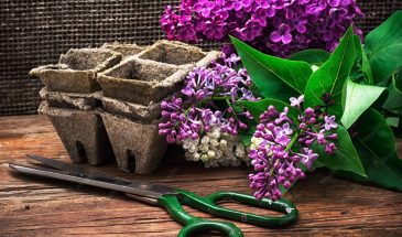 Сирень черенками: как получить сортовой куст без прививки