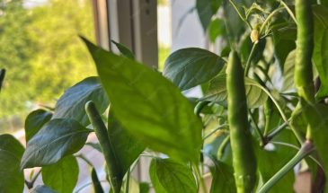 Кустовая или вьющаяся: какую фасоль посадить на даче в 2026 году