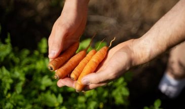 Морковь в открытом грунте: сроки посева и ошибки, которые губят урожай