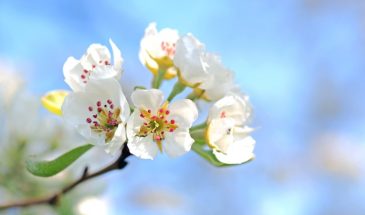 Вишня цветёт, а ягод нет? 5 растений-соседей, которые крадут урожай и губят дерево