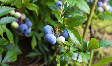 Голубика, которая даёт 13 кг с куста: 8 проверенных секретов, о которых молчат продавцы саженцев