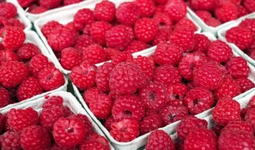 Малина из пробирки: ягоду, которую не берут вирусы, уже выращивают в Подмосковье
