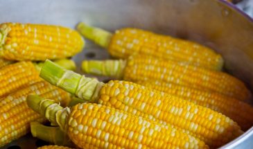 Топ лучших сортов сахарной кукурузы: сладкие, урожайные и скороспелые — какой гибрид даст урожай на 2 недели раньше соседей