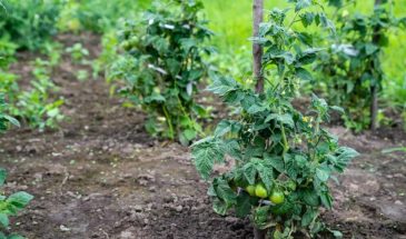 Подвязка томатов: 5 способов, которые спасут урожай от поломки и гнили