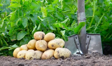Гребни вместо лунок: как получать в 2 раза больше картофеля
