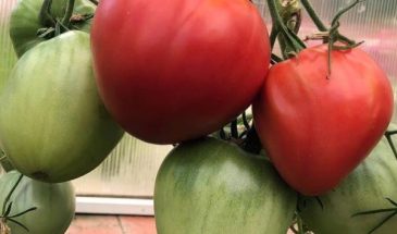 Самые урожайные томаты для теплиц: один секрет выбора даёт 30 кг с куста — список фаворитов