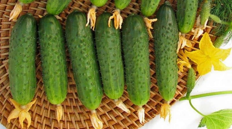 Эти огурцы всходят на 100%: сорт, который простит ошибки новичка