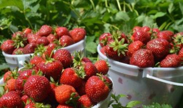 Клубника без отпуска: 7 сортов, которые кормят всё лето