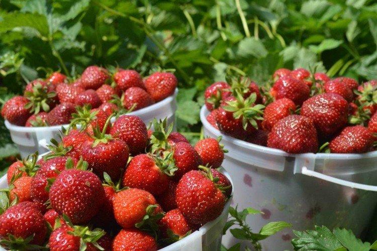 Клубника без отпуска: 7 сортов, которые кормят всё лето