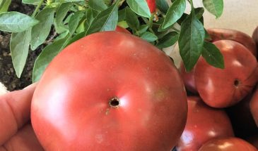 Эти томаты выживут в адскую жару: 3 сорта, которые не болеют, не трескаются и дают урожай без вашего участия