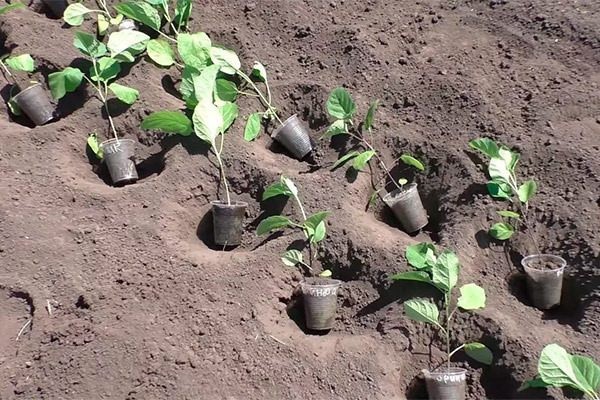 Срочно подвязать: одна ошибка при высадке перцев и баклажанов погубит урожай — когда сажать и что класть в лунку