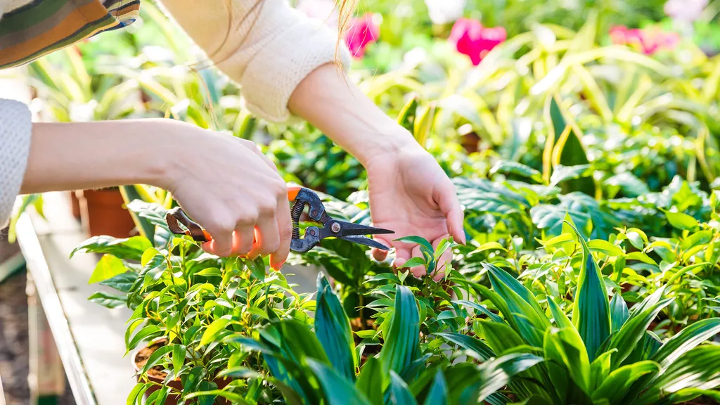 Срочно в сад! Лунный календарь на 17–30 июня 2026: эти дни спасут урожай в Сибири