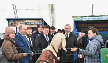 Эхо весеннего побоища: в Новосибирской области рухнуло поголовье скота.