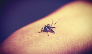 Как за секунды убрать зуд от укусов комаров: 7 способов, которые работают лучше народных средств