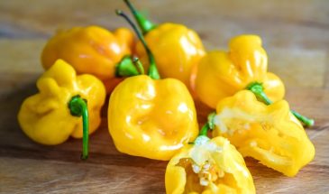 Перец, который обманывает: сладкий вкус и адская острота в одном плоде — всё о сорте Биг Сан Хабанеро