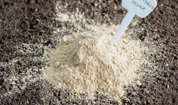 Доломитовая мука: одна горсть спасёт картофель от фитофторы и оздоровит почву