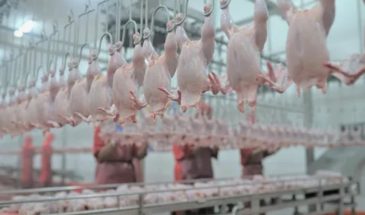 Цены на курятину растут, ее производство снижается — поставки из Китая душат российских птицеводов