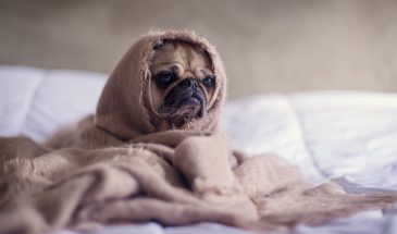 Ваша собака подает сигналы SOS: 6 скрытых признаков, которые вы принимаете за шалости