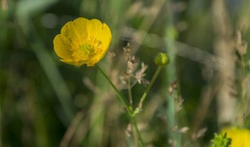 Смертельная тройка на грядках: три ядовитых сорняка, которые нельзя трогать руками
