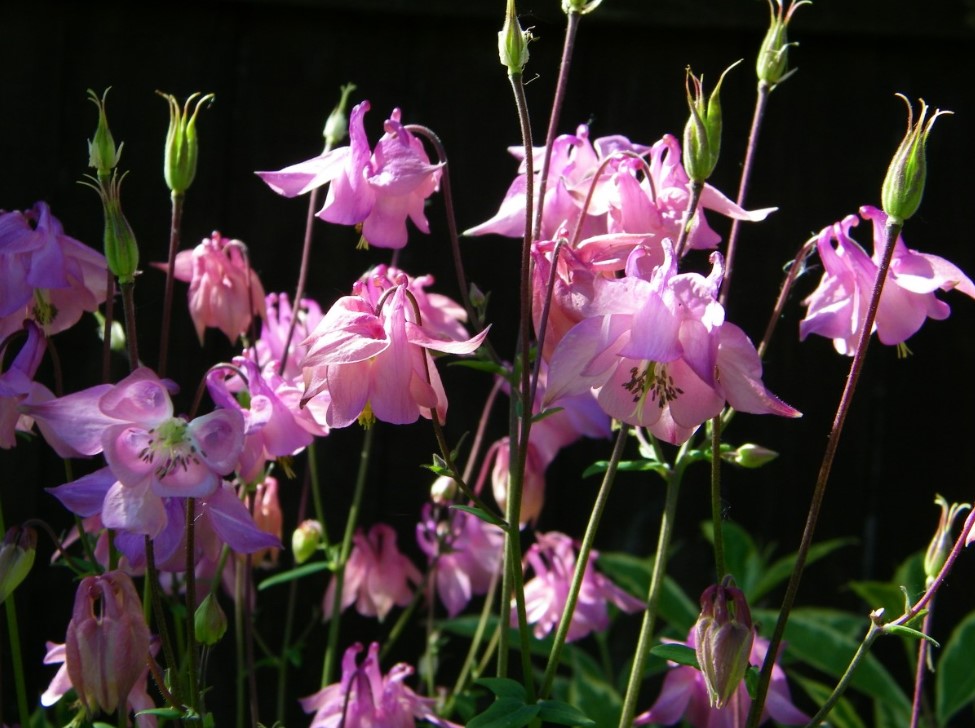 Лесной многолетник превратит ваш участок в «царство эльфов»: идеальный цветник для ленивых дачников