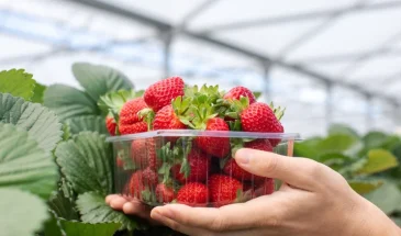 Собирайте клубнику ведрами: простой секрет подкормки для самых сочных и крупных ягод