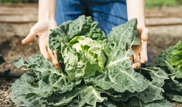 Посадите капусту в июле: холодостойкий овощ, который станет только вкуснее после первых заморозков