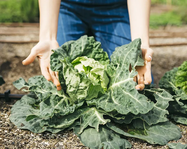 Посадите капусту в июле: холодостойкий овощ, который станет только вкуснее после первых заморозков