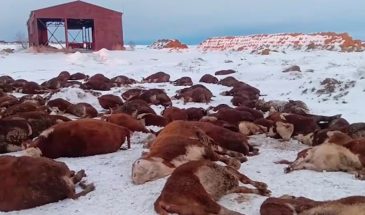 Эхо весеннего побоища: в Новосибирской области рухнуло поголовье скота.