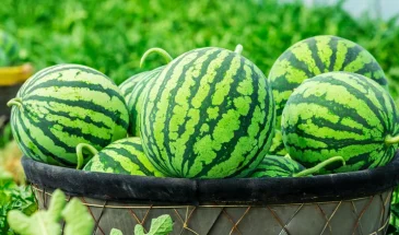 Тяжелый, тусклый и с «паутинкой»: как выбрать самый сладкий арбуз за 30 секунд