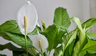 Тыквенная кожура вместо химии: спатифиллум зацветет на год за копейки