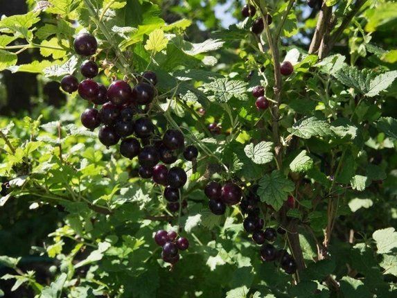 Сибирский синдром смородины: причины, которые превращают вашу ягоду в мелкую кислую пыль