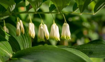 Соломонова печать (Polygonatum): секреты выращивания редкого многолетника и его целебные свойства