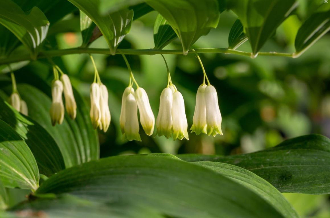 Соломонова печать (Polygonatum): секреты выращивания редкого многолетника и его целебные свойства