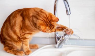 5 неожиданных причин, по которым ваша кошка не пьет из миски с водой
