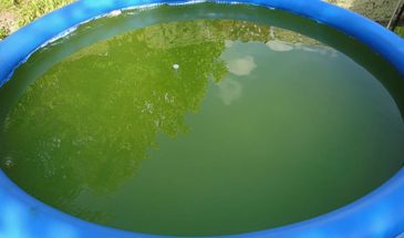 Вода в бочке не цветет: 4 рабочих способа остановить «болото» на даче