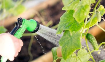 Почему нельзя поливать огурцы холодной водой перед прохладной ночью: правила для сохранения урожая