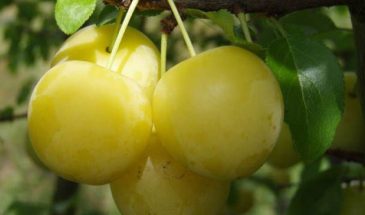 Полив косточковых: почему в августе это критично