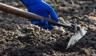 «Сухой полив» вместо ведра воды: почему рыхление спасает растения в жару