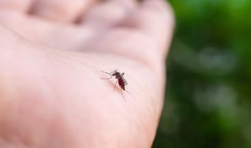 Комары обожают пиво и бананы: 5 продуктов, которые делают тебя приманкой для насекомых
