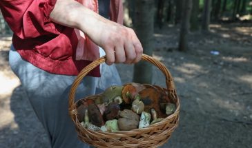 Июльский улов: какие грибы реально стоит класть в корзину и какие лучше обойти стороной