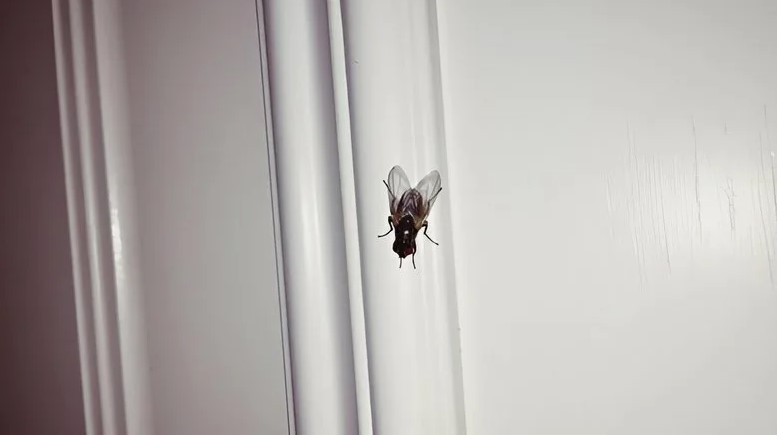 Дихлофос отдыхает: мухи уйдут, если перестать кормить одно место в кухне