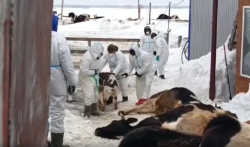 Приказано уничтожить: расследование массового убоя скота в Сибири проливает свет на деятельность Сергея Данкверта и Россельхознадзора