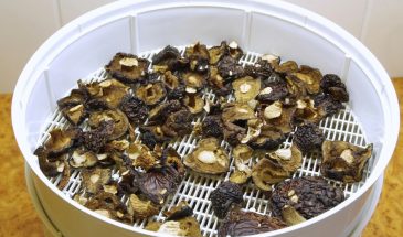 Шесть способов сушки, после которых грибы пахнут лесом, а не сеном