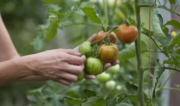 Ни банановая кожура, ни яичная скорлупа: забытое удобрение для томатов из холодильника