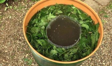 Крапива и дрожжи: рецепт подкормки, на который морковь отвечает крупными корнеплодами